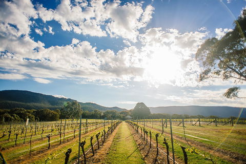 Fallen Giants Vineyard - Accommodation ACT 0
