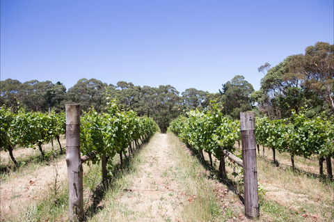 Mount Macedon Winery - Accommodation ACT 1