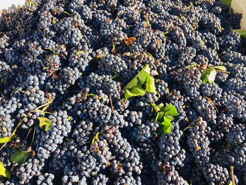 Norton Road Wines - Accommodation ACT 2