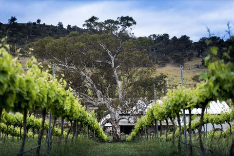 Mount Majura Vineyard - Accommodation ACT 0