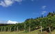 Freycinet Vineyard - thumb 0