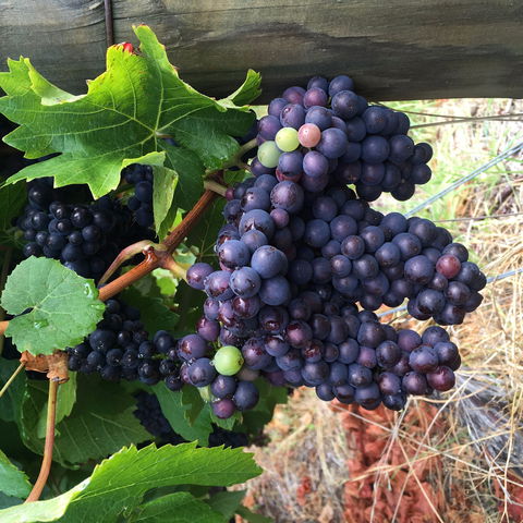 Freycinet Vineyard - Accommodation ACT 1