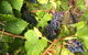 Freycinet Vineyard - thumb 2