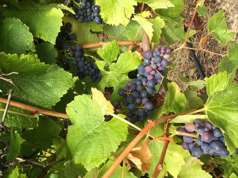 Freycinet Vineyard - Accommodation ACT 2
