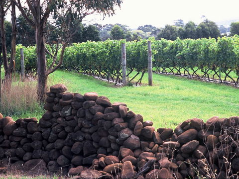 Spring Vale Vineyard - Accommodation ACT 0