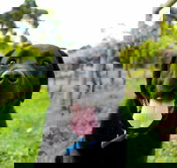 Every Man and His Dog Vineyard - Accommodation ACT