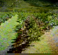 Gartelmann Wines - Accommodation ACT