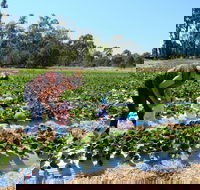 The Big Strawberry - Accommodation ACT