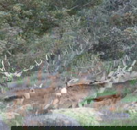 Hahndorf Venison - Accommodation ACT