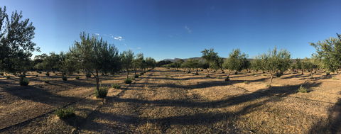 Red Rock Olives - Accommodation ACT 1