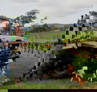 Brook Eden Vineyard - Accommodation ACT