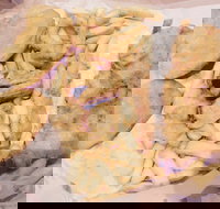 Fish Station - Accommodation ACT