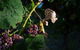 Currency Creek Winery Restaurant - thumb 10