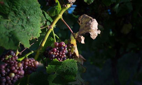 Currency Creek Winery Restaurant - Accommodation ACT 10