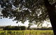 Currency Creek Winery Restaurant - thumb 11