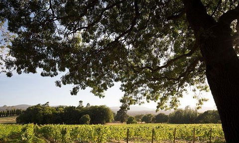 Currency Creek Winery Restaurant - Accommodation ACT 11