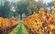 Currency Creek Winery Restaurant - thumb 2