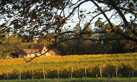 Currency Creek Winery Restaurant - Accommodation ACT 5