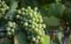 Currency Creek Winery Restaurant - thumb 6