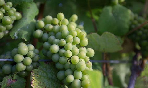 Currency Creek Winery Restaurant - Accommodation ACT 6