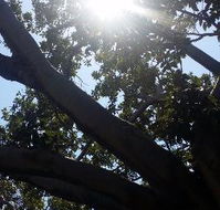 The Season Tree - Accommodation ACT