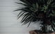 Bangalay Luxury Villas - thumb 13