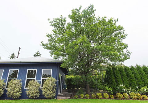 S T U D I O 22 Peaceful Retreat With Garden Views - Accommodation ACT 11