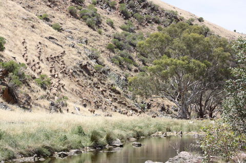 Rabbiters Hut - Accommodation ACT 29