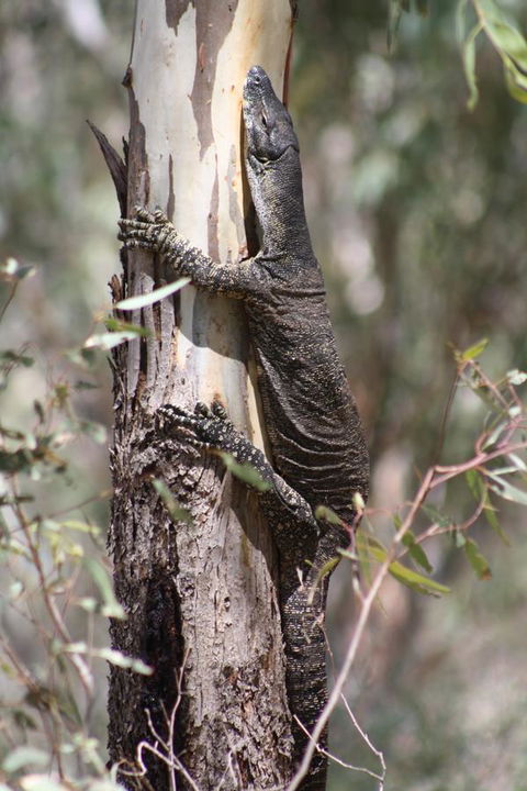 Rabbiters Hut - Accommodation ACT 30