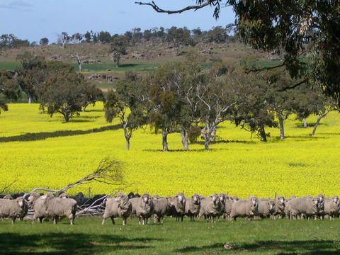 Rabbiters Hut - Accommodation ACT 16