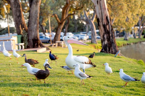 BIG4 Renmark Riverfront Holiday Park - Accommodation ACT 9