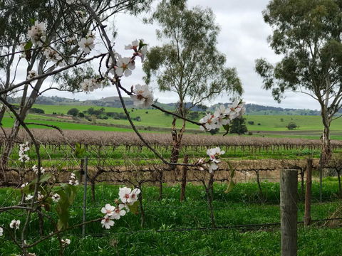 Jasmine\'s Barossa Valley Cottage - Accommodation ACT 20