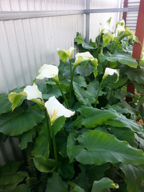 Addies Place Goolwa - Accommodation ACT 11