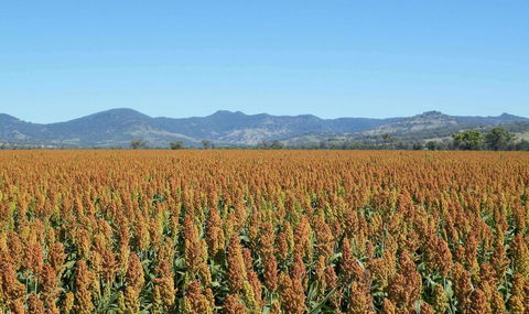 The Old Saddlery - Accommodation ACT 16