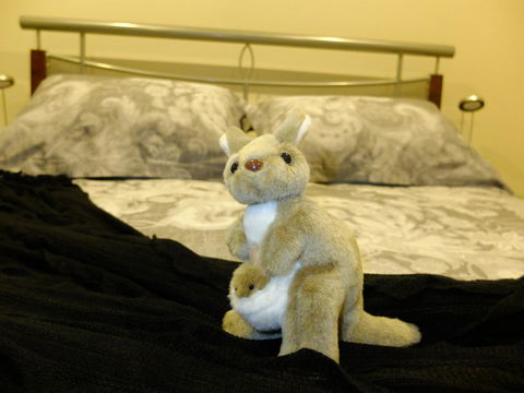 Rock Wallaby - Accommodation ACT 17