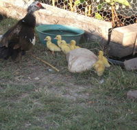 Corella Creek Country Farm Stay - Accommodation ACT