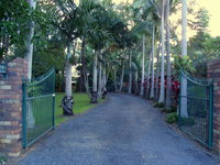 Emerald Tropical Palms B  B