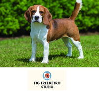 Fig Tree Retro Studio - Accommodation ACT