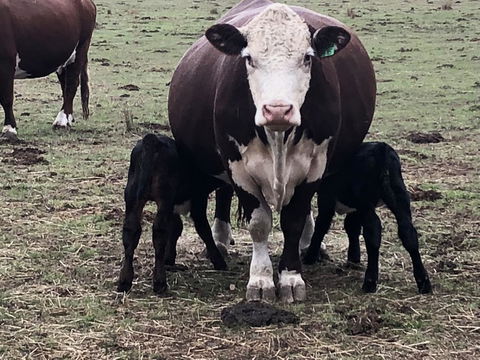 Jackaleah Farm Stay - Accommodation ACT 3