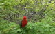 Leura Country Cottage - thumb 3