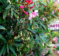 Mercury motor inn - Accommodation ACT