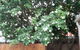 Murraya Exotica Place - thumb 3