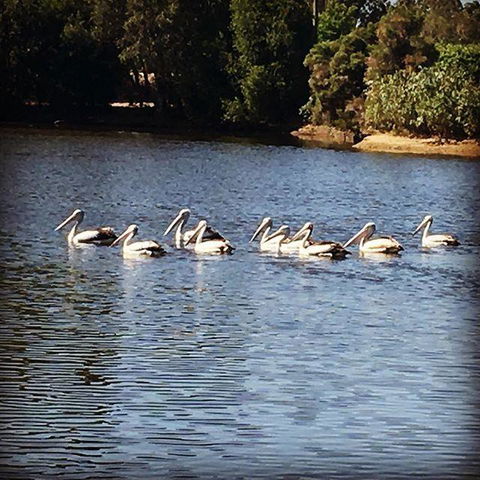 Swan Valley Sisters - Accommodation ACT 31