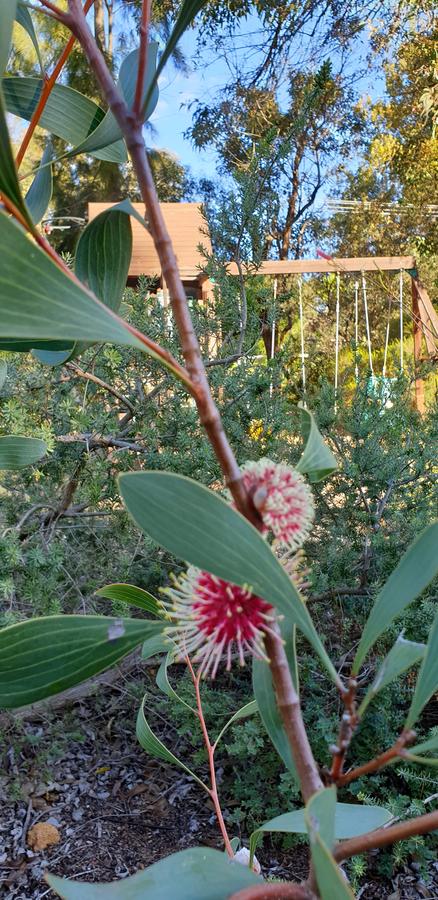 Di's Cabin In Dwellingup - Accommodation ACT 4