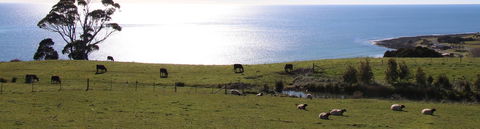 Penguin Seaside Farm - Accommodation ACT 2
