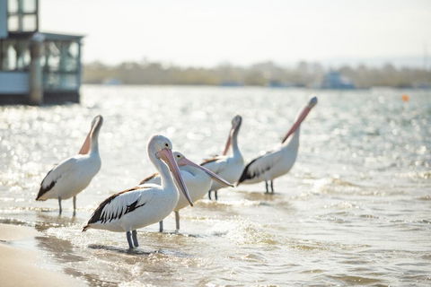 Noosa River Palms - Accommodation ACT 3
