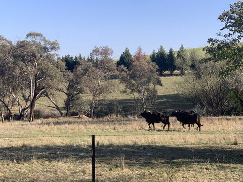 OConnell Retreat BnB - Accommodation ACT 1