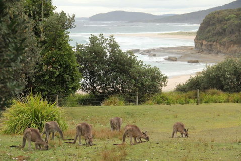 Pretty Beach Cabins - Accommodation ACT 3