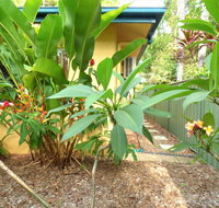 Rainforest Cottage Cairns - Accommodation ACT