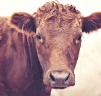 Redwing Farm Stay - Accommodation ACT